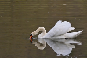 湖泊优雅白色天鹅摄影图片